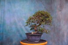 chinese elm for sale  North Fort Myers