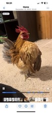 serama hen for sale serama hen for sale Arkadelphia