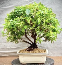 Bonsai mirtillo americano usato Bonsai mirtillo americano usato  Trescore Balneario