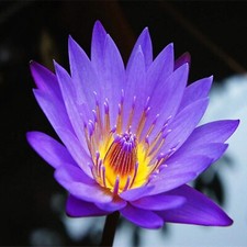 Lotus bleu égypte d'occasion  Krautergersheim