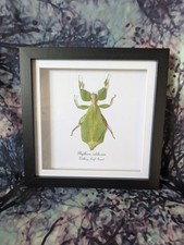 Walking lead insect usato  Spedire a Italy