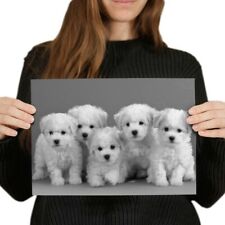 White bichon frise for sale  SELBY