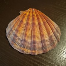 Conchiglia grande fossile usato  Pisa