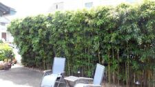 Harbin inversa phyllostachys for sale  Hawthorne