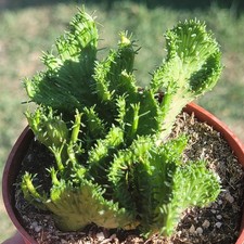 Euphorbia flanaganii cristata for sale  Fresno