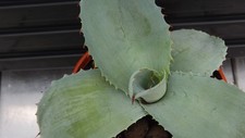 Agave potatorum 1.5 for sale  PETERHEAD