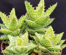 Aloe juvenna alligator for sale  San Diego