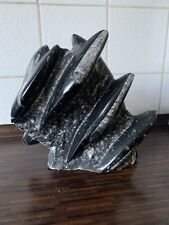 Selten großes tintenfisch gebraucht kaufen  Leinburg
