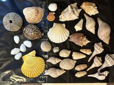 Assort. seashells sanibel for sale  Conyers