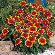 Gaillardia goblin dwarf for sale  UK