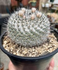 Mammillaria hybrid toumeya for sale  Covina