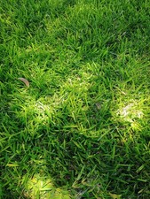 grass plugs for sale  Carlsbad