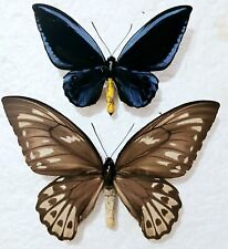 Ornithoptera primaus urvillian for sale  SLEAFORD