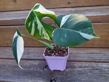 Rare variegated monstera for sale  Interlachen