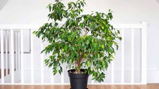 Weeping fig ficus for sale  SHANKLIN