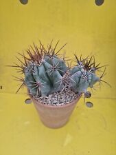 Blue echinocactus ingens usato  Spedire a Italy