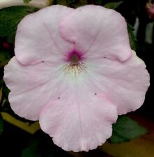Achimenes queen elisabeth d'occasion  Rosans