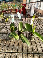 Set orchidee phalaenopsis usato Set orchidee phalaenopsis usato  Foligno