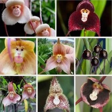50pcs monkey face for sale  Bladensburg