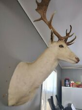 Caribou head wall for sale  El Dorado
