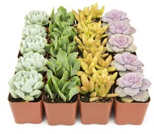 Succulents plants live for sale  Mercer