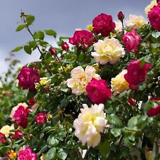 Rose bush climbing for sale  GLASGOW