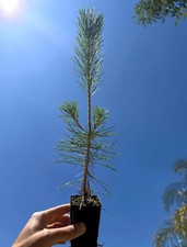 Japanese black pine for sale  Winnetka