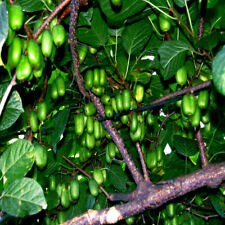 Issai kiwi seeds for sale  Lincolnton