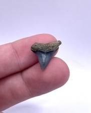 Thresher shark tooth for sale  Charleston
