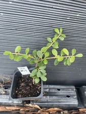 trees holly for sale  Martin