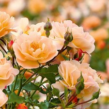 Rose amber carpet for sale  BALLYMENA