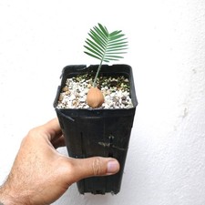 Dioon edule palma usato  Napoli