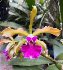 Duft rchidee cattleya gebraucht kaufen  Seligenstadt
