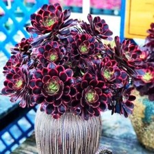 Aeonium carrie live for sale  Covina
