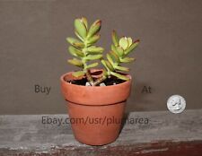 Unrooted mini jade for sale  San Lorenzo