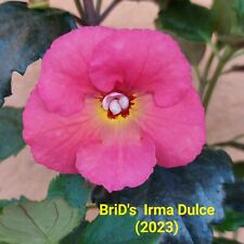 Achimenes brid irma gebraucht kaufen  Hohenmölsen