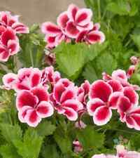 Martha washington geranium for sale  Spring City