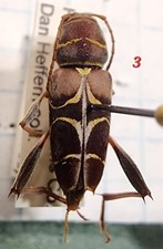 Neoclytus scutellaris texas for sale  Depauw