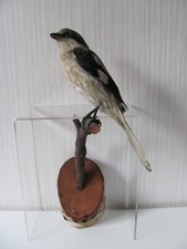 Vogelpräparat tierpräparat p gebraucht kaufen  Deutschland