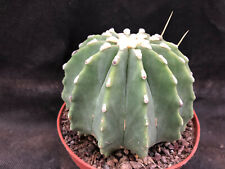 Ferocactus glaucescens inermis usato Ferocactus glaucescens inermis usato  Massafra