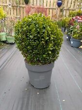 Buxus ball for sale  LARGS