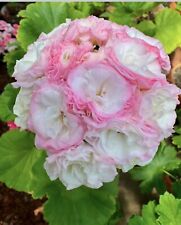 Pelargonie grace nightingale gebraucht kaufen  Tuningen