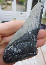 Megalodon tooth 4.59 for sale  BURGESS HILL