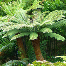 Dicksonia antarctica tree for sale  HORSHAM