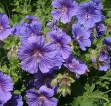 Hardy geranium magnificum for sale Hardy geranium magnificum for sale  LLANELLI