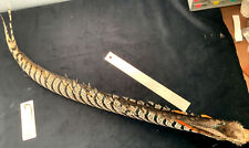 Lady amherst pheasant for sale  Oakville