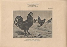 Stampa antica galline usato  Lecco