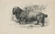 Sussex spaniel old for sale  COLEFORD