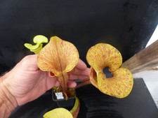 sarracenia for sale  NEATH