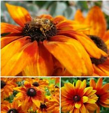 Riesen blüten sonnenhut gebraucht kaufen  Erding